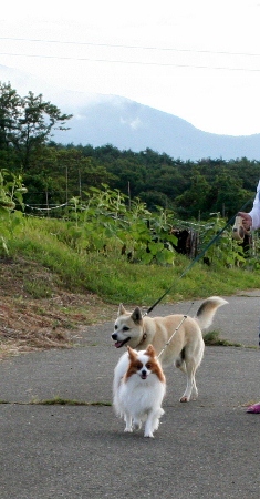 IMG_0115 (235x450)