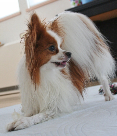 IMG_0225 (388x450)