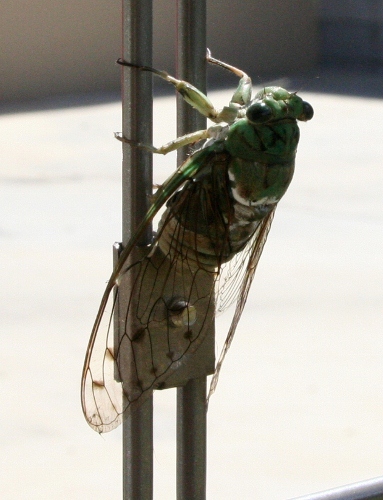 IMG_0013 (383x500)