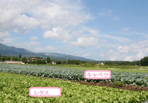 高原野菜