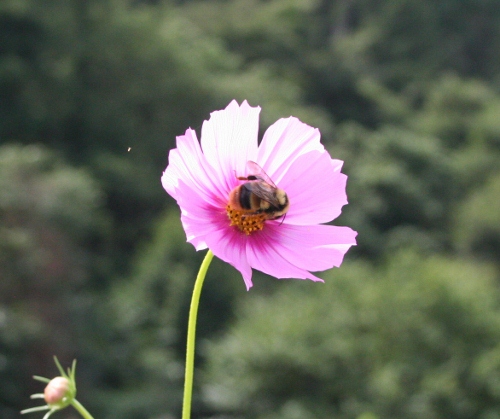 IMG_0202 (500x419)