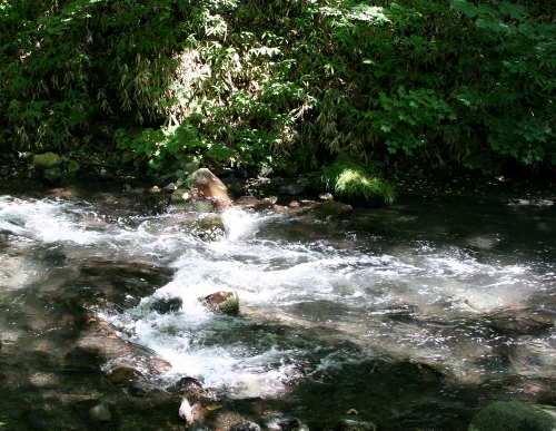 IMG_0266 (500x387)