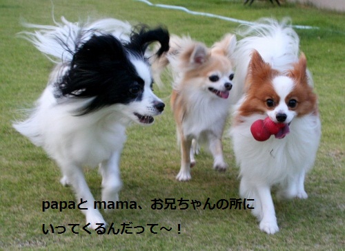 3匹