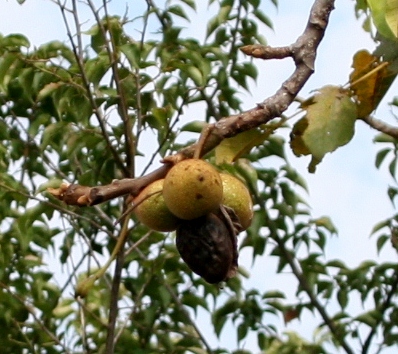 IMG_0106 (398x354)