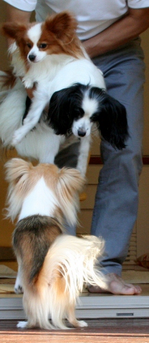 IMG_0008 (218x500)