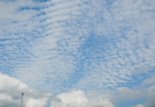 DSCN3981 (500x346)