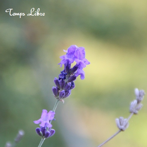 IMG_0067 (500x500)