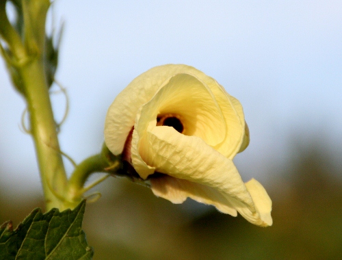 IMG_0109 (500x380)