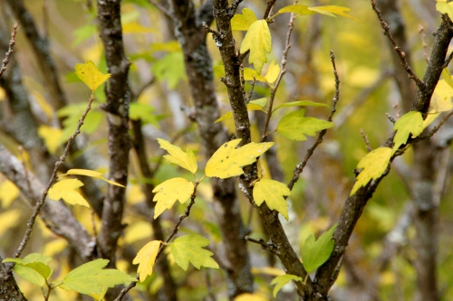 IMG_0093 (500x333)