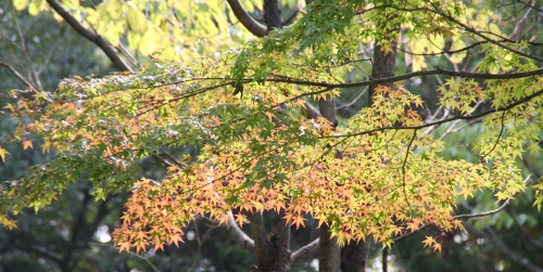 IMG_0030 (500x251)