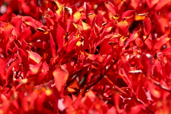 IMG_0126 (550x367)