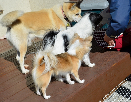 DSC_0207 (550x428)