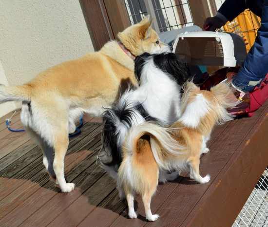 DSC_0208 (550x466)