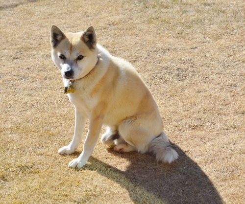 DSC_0018 (500x417)