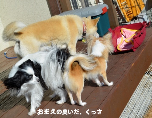 ぱぴ