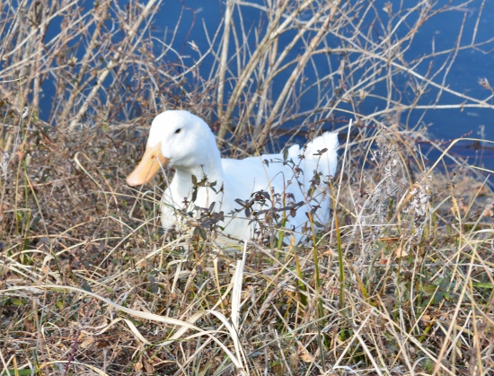 DSC_0037 (550x419)