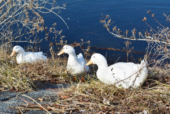 DSC_0045 (550x369)
