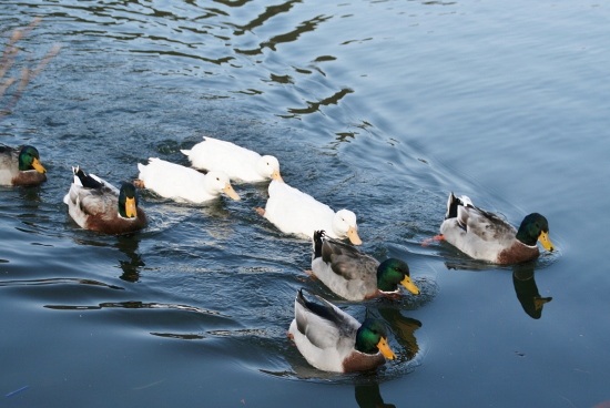 IMG_0035 (550x368)