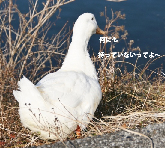 あひる1