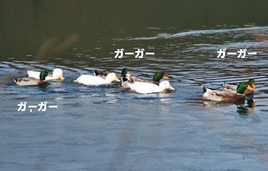 あひる3