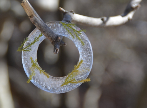 DSC_0206 (500x367)
