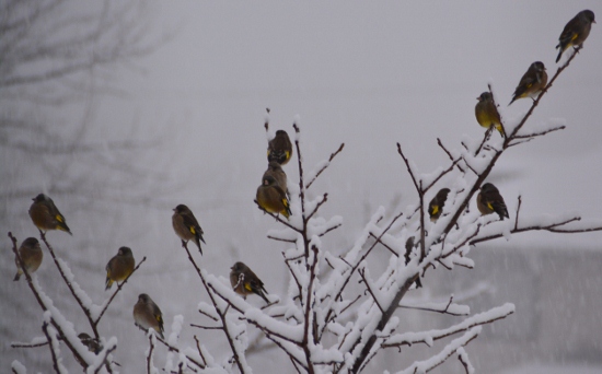 DSC_0024 (550x342)