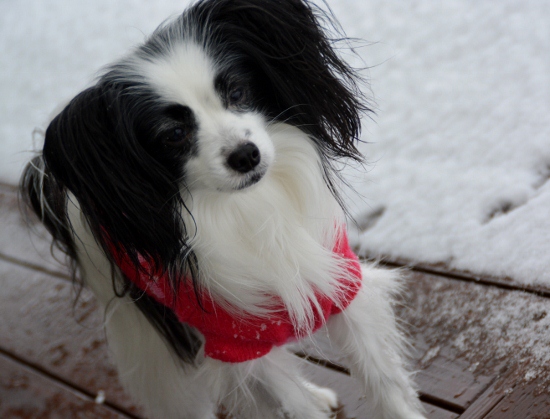 DSC_0189 (550x419)
