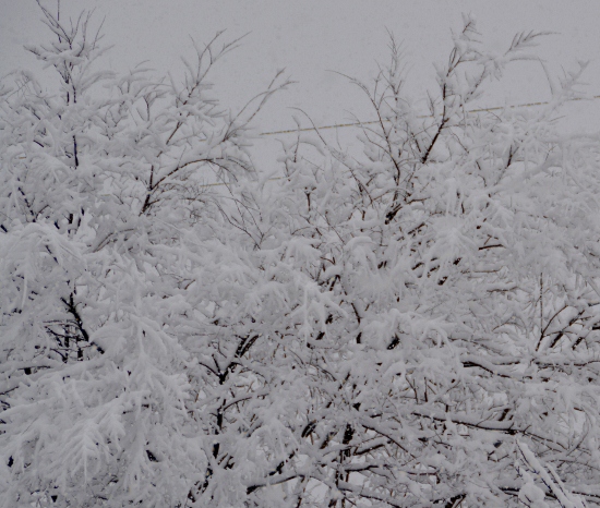 DSC_0294 (550x466)