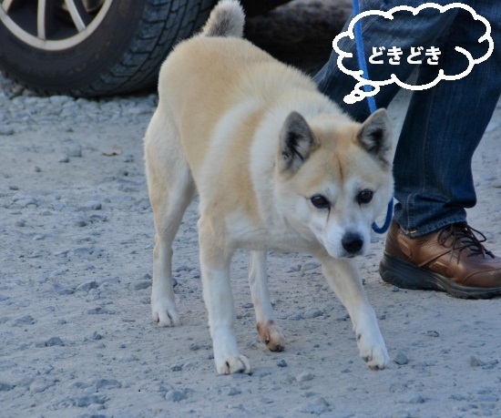 犬4