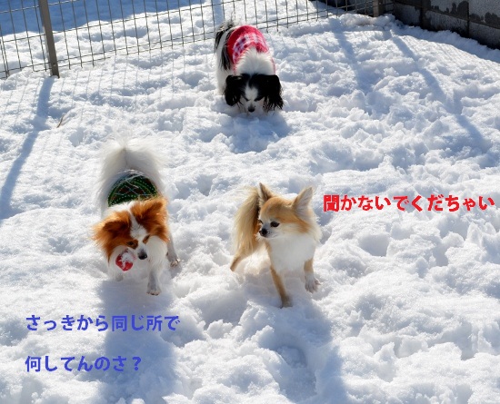 犬達