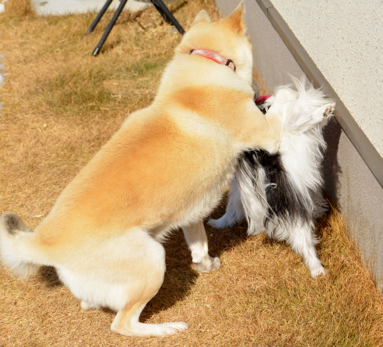 DSC_0120 (550x499)