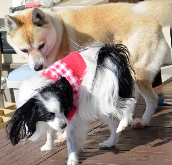 DSC_0160 (550x526)