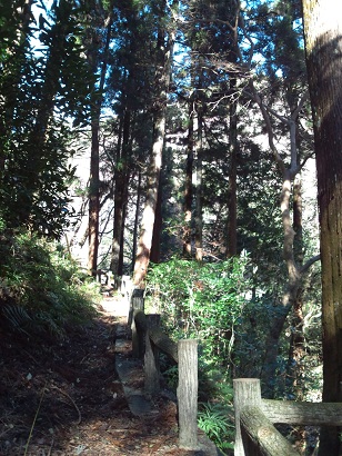 箕面杉