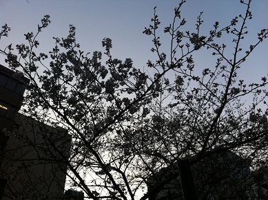 2013031902.jpg