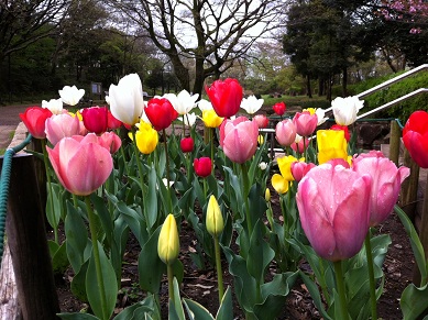 2013040703.jpg