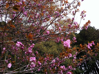2013040704.jpg