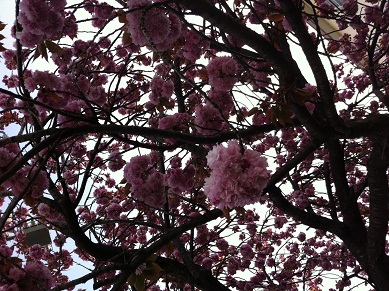 2013041401.jpg