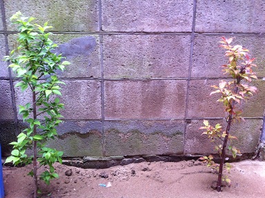 2013041702.jpg