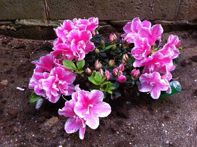 2013042501.jpg