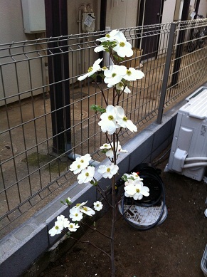 2013042502.jpg