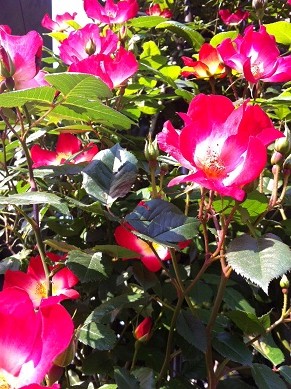 2013050602.jpg
