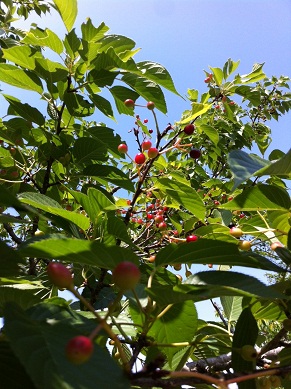 2013051802.jpg