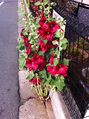 2013052602.jpg