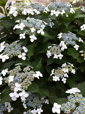 2013053001.jpg