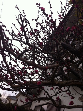 2014012508.jpg