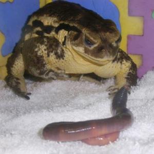 うわっ うわっ