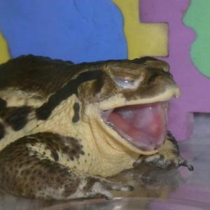 あくびが出ちゃう あくびが出ちゃう