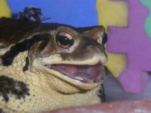 目の前のコオロギは食べたけど、まだ背中に残ってますよ 目の前のコオロギは食べたけど、まだ背中に残ってますよ