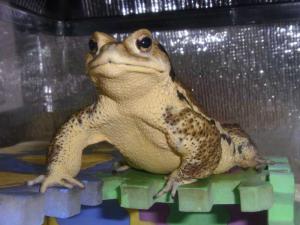 TVも見なくちゃ TVも見なくちゃ