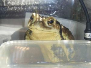 肘掛けに使うと何だか偉そう 肘掛けに使うと何だか偉そう